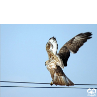 گونه سارگپه پا بلند Long-legged Buzzard